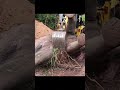 dead elephant in Sri Lanka #elephant