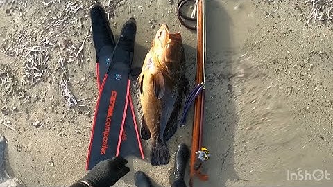 Ψαροντουφεκο μεγάλος ροφός σε κολυμπητο 🐟big dusky grouper spearfishing