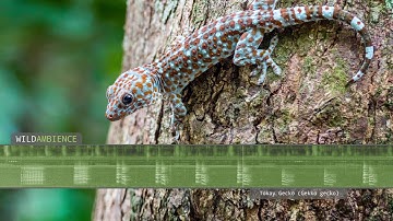 Tokay Gecko Sounds & Call. The sound of a gecko making loud 