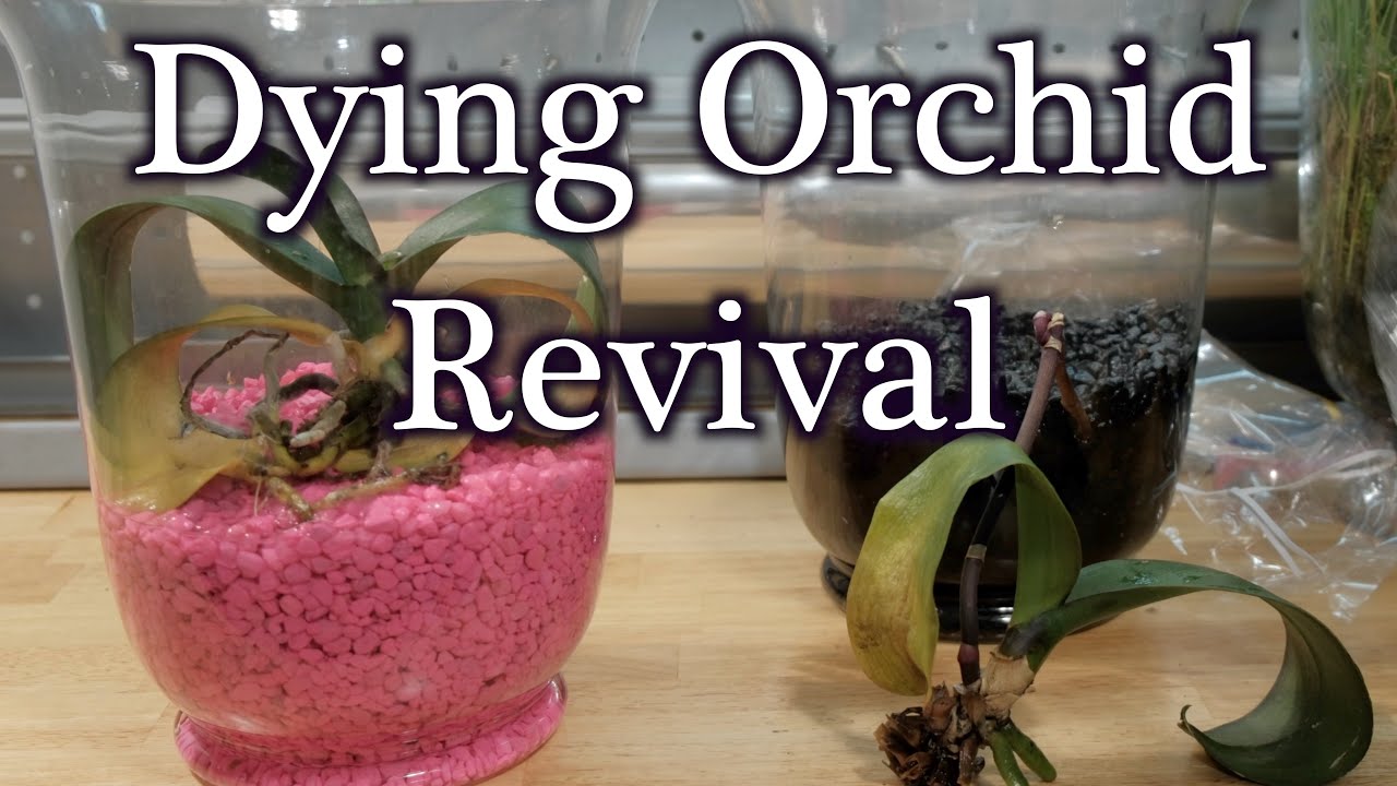 How To Revive Dying Dehydrated Orchids Without Moss YouTube how-to-revive-dying-dehydrated-orchids-without-moss-youtube