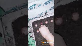 How To Grow Spring Onion