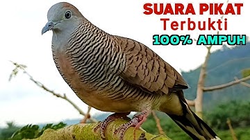 Suara Pikat Perkutut Lokal GACOR ISTIMEWA JUARA 1 Untuk Pancingan