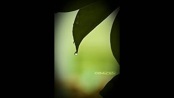 تلاوة رائعة من صلاة التراويح من سورة الزمر بصوت الشيخ محمد بن محمود المغربى