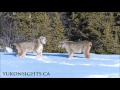 TWO Canada Lynx in Yukon