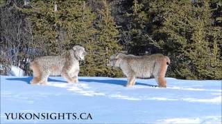 TWO Canada Lynx in Yukon