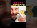 人間のマネがうますぎる猫