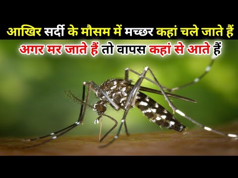 वीडियो: क्या लालटेन मक्खियां सर्दी से बच सकती हैं?