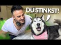 Meeka dreht total durch, wenn ich vom Fitnessstudio nach Hause komme! (Wutanfall garantiert)