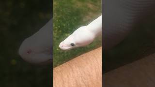 This superfire getting big and looking super 🔥 🔥 like and subscribe for more awesome ball pythons!
