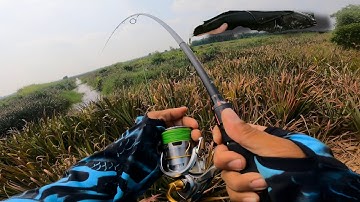 Một buổi đi câu dạo líp khóm ở Tân Phước, Tiền Giang cùng mấy anh ở Long An, trúng cá ăn mạnh.