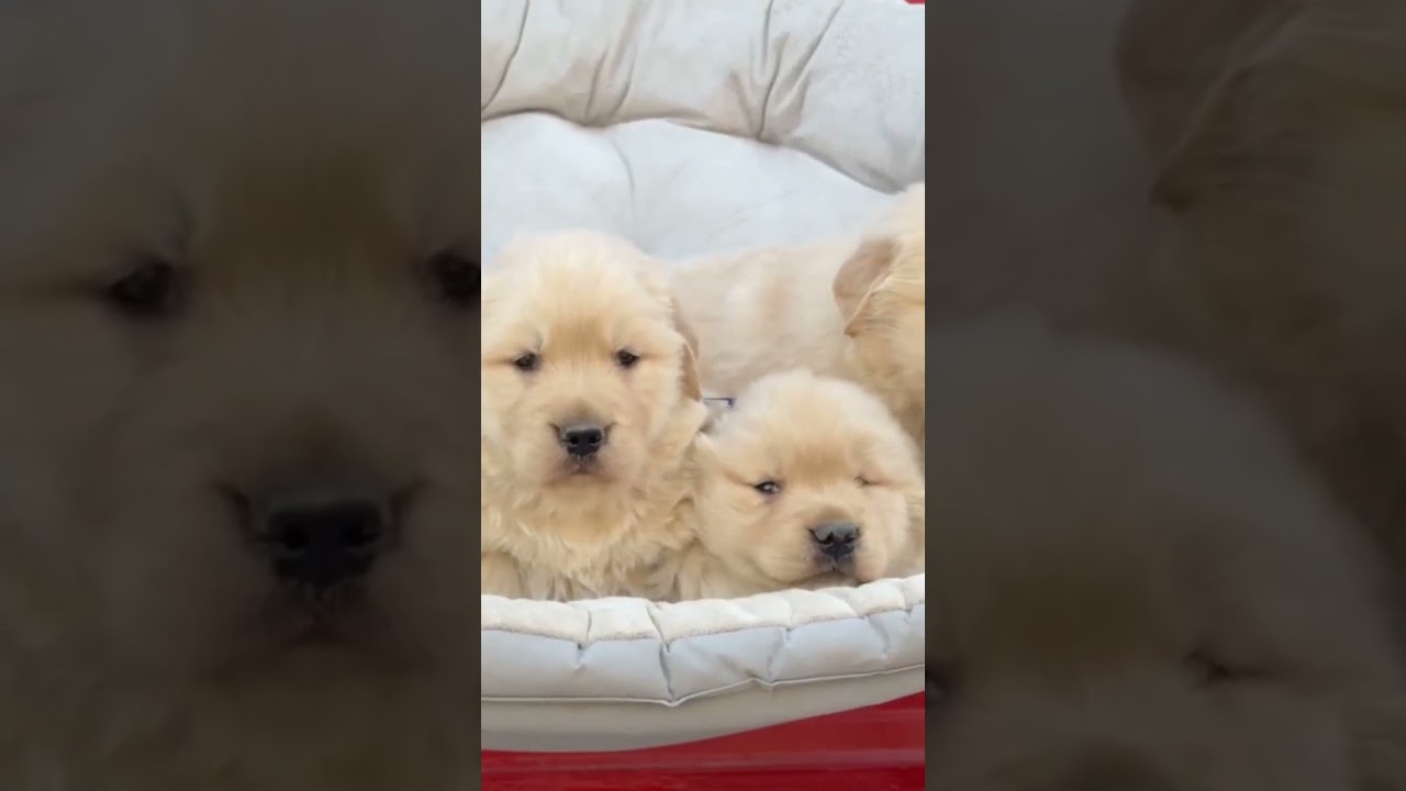 Adorable puppies 
