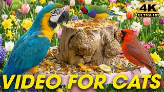Cat TV for Cats to Watch 😺 Spring Birds, Chipmunks, and Squirrels 🐦🐿️ 24 Hours in the Yard 4K HDR