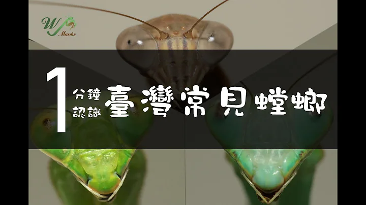 《一周一螳课 22》 一分钟搞懂台湾常见螳螂 #praying #mantis - 天天要闻