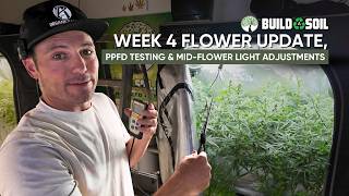 BuildASoil: 2x4 Grow Tent Season 3 // Week 4 Flower Update, PPFD Testing & Light Adjustments