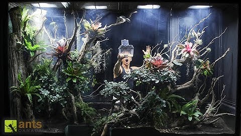 I Added Mammals into My Giant Rainforest Tree Vivarium
