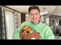 PUPPY UPDATE! My first few days with Paddington | The reality of training an 8 week old puppy!