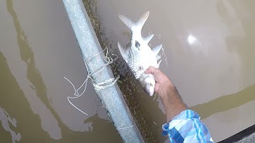 Đụng bầy cá cóc khủng. Phê tay 