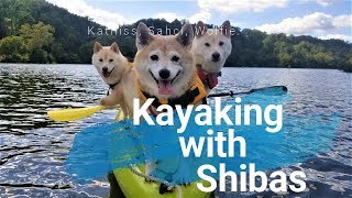 Kayaking with Shibas by SachiPlay 198 views 6 years ago 1 minute, 39 seconds