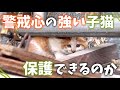 狭い隙間に隠れる子猫3匹の保護依頼が…無事保護できるのか 【保護猫活動】