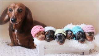 Proud Mama Takes Photos With Her Adorable Dachshund Puppies by Tiny Cuisine 2,281 views 3 years ago 1 minute, 56 seconds