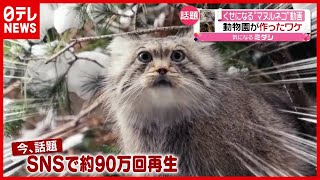 “クセになる”と話題…「マヌルネコ」動画作ったワケ　栃木・那須どうぶつ王国（2021年5月18日放送「news every.」より）