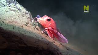 Как ходит по дну Средиземного моря красный морской петух (Trigla lyra).