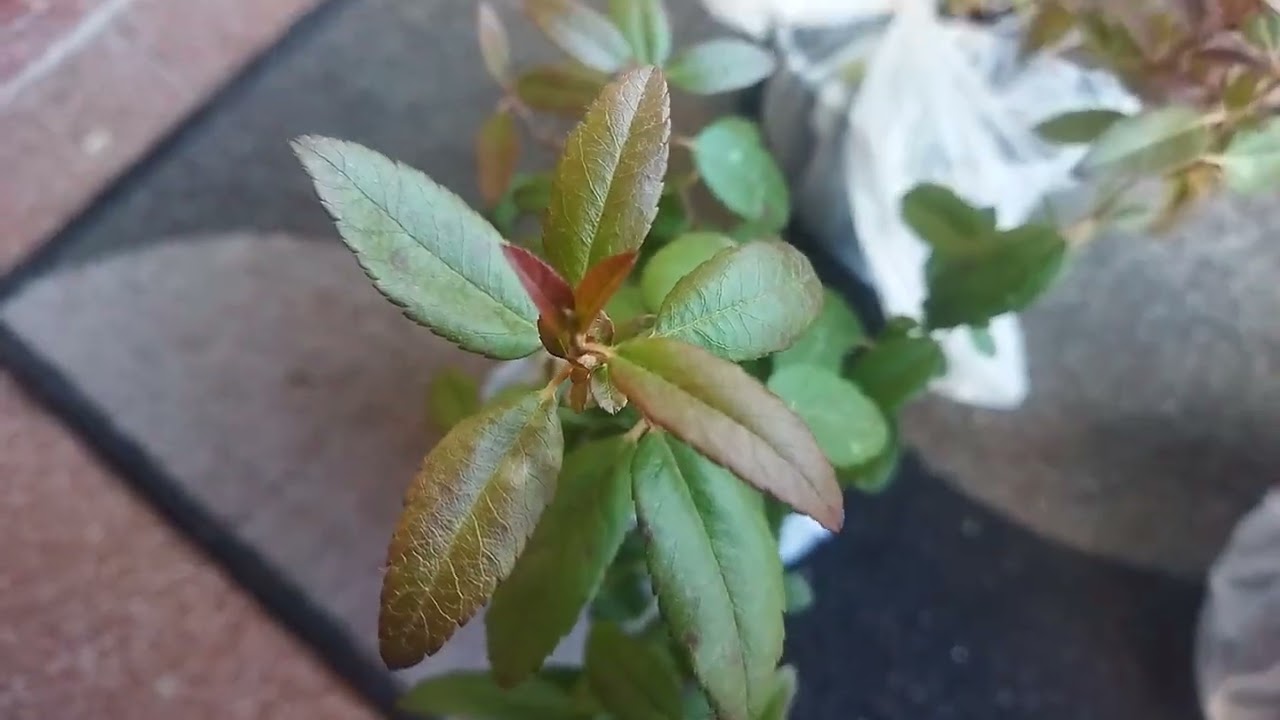 Знову нові рослини від Райського куточка.