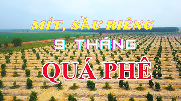 BÉC TƯỚI VP3 PLUS VÀ MÔ HÌNH SẦU RIÊNG MUSANGKING XEN MÍT | VNPLANT