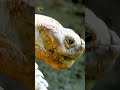 Surprising Facts About TORTOISE You Never Knew #shorts #facts #animals