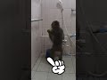 お風呂好きなお猿さんによる「正しいお風呂の入り方講座」 #shorts