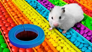 DIY New Candy Maze  Hamster Escapes in Real Life