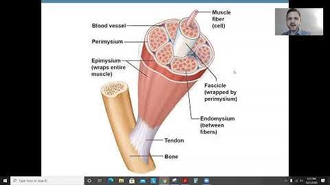 Anatomy Chapter 6, Part 1: The Muscular System