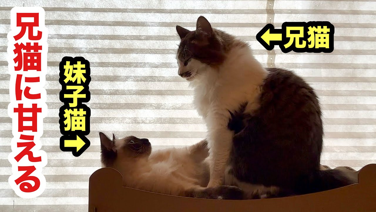 血は違えど兄妹猫の絆が素敵すぎて美しい - YouTube
