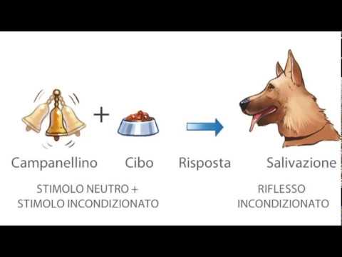 Video: Rinforzatori condizionati nell'addestramento del cane