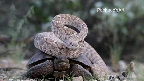Western Diamondback Rattlesnake going for a ride on a Desert Tortoise