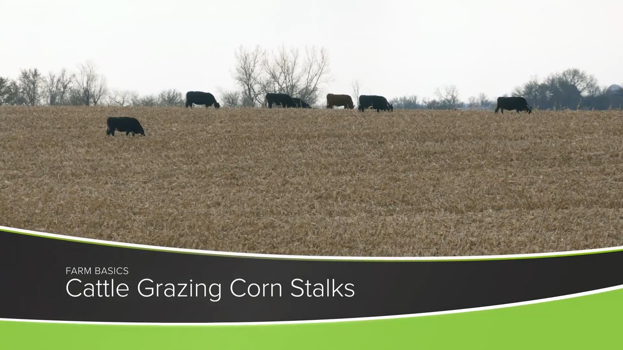 Cattle Grazing Corn Stalks Farm Basics YouTube