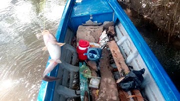 Lần đầu tiên đi câu cá ngát trên sông |FiShing| Hai Lúa TV