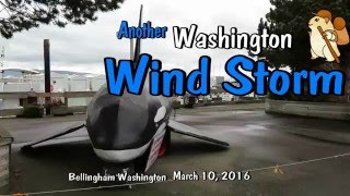 Wild High Winds In Western Washington - Bellingham Wa Windstorm by BellinghamsterTrail 173 views 8 years ago 2 minutes, 16 seconds