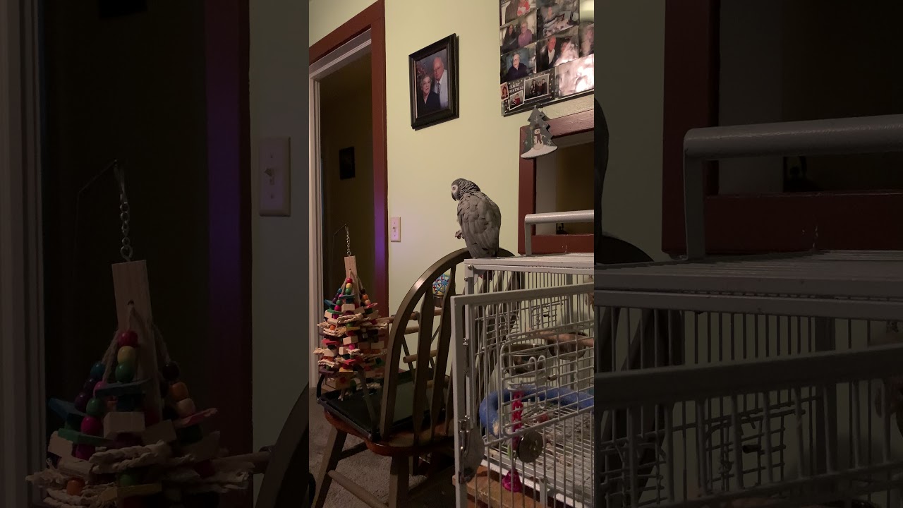 Louis Has A Surprise For You [Parrot Commands]