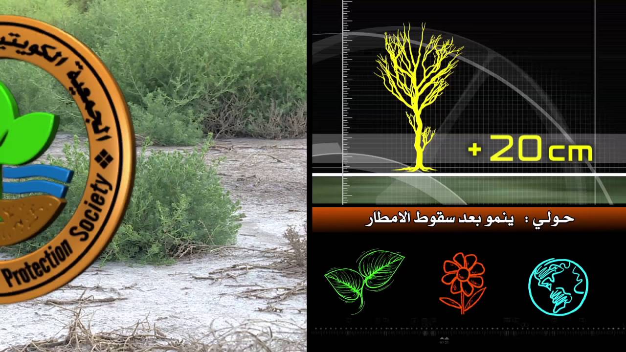 برنامج كل يوم نبتة حلقة نبات القلمان الحلقة الثانية