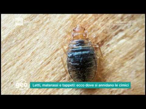 Video: Di cosa hanno paura le cimici dei letti? Come sbarazzarsi di loro?