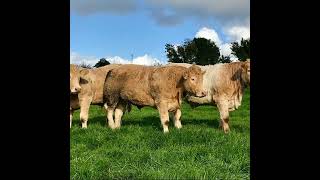 Reviewing beef prices and budgets for the coming months