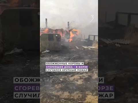 Обожженные коровы и сгоревшие дома- в Борзе случился крупный пожар #забайкалье #пожар #борзя #shorts