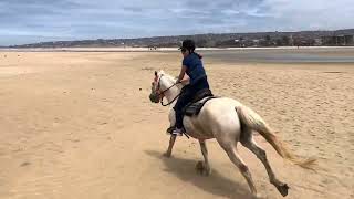 Galloping On The Beach Jeffreys Bay South Africa. by Real Life Horsemanship 83 views 3 months ago 1 minute, 25 seconds