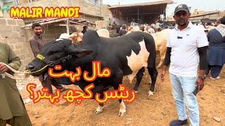 Aj Rates Kuch Behtar? Malir Cattle Mandi 2026