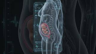 Pregnancy Inside the Womb 🤰 | Hyper Realistic 3D Fetus Development Animation | Baby Growth