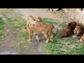 多摩動物公園（ライオン）　ルエナがいる時のトワ の動画、YouTube動画。