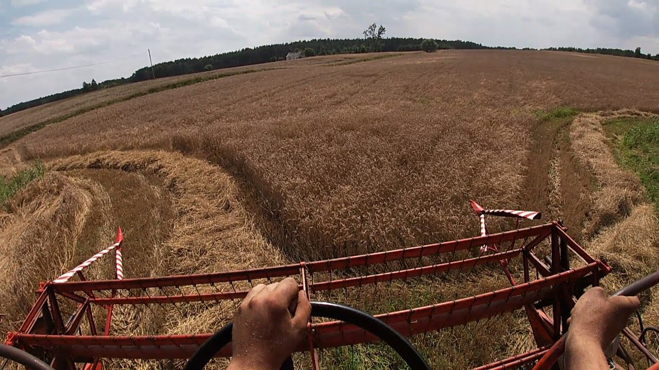 Tniemy Pszenżyto!! Ale to Październik