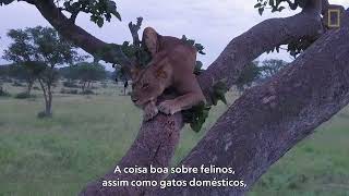 Veja a queda de uma leoa de uma árvore durante resgate | National Geograhic by National Geographic Brasil 4,158 views 1 year ago 2 minutes, 28 seconds