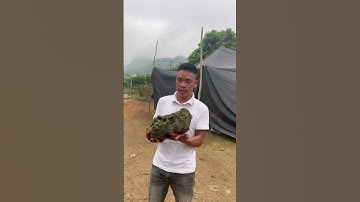 đá thấm thủy chậu trồng cây làm tiểu cảnh non bộ bể cá